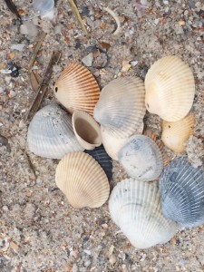 Atlantic side sea shells.