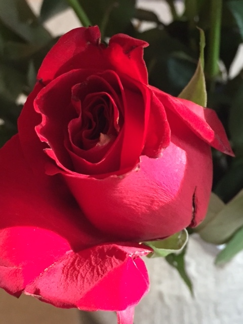 Old Fashioned Valentine: Roses